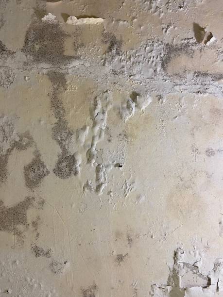 Best Toxic Mold Removal  in Fairview Heights, IL
