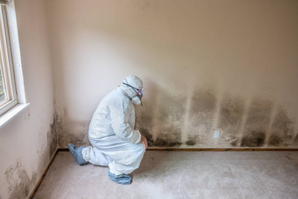 Crawl Space Mold Removal in Fairview Heights, IL